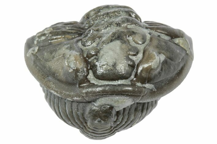 Wide Enrolled Flexicalymene Trilobite - Mt Orab, Ohio #358129